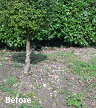 lawn care