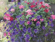 hanging baskets