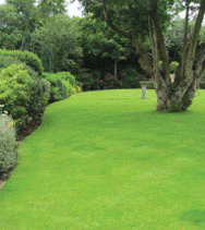 lawn care